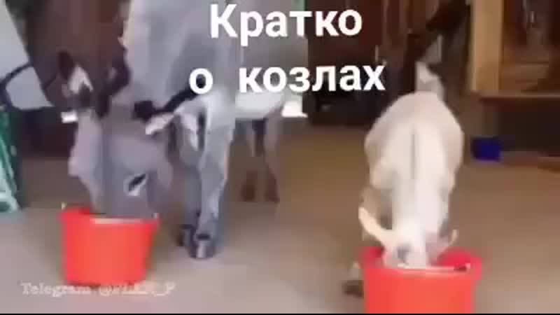 Коротко porn video – Коротко о козлах