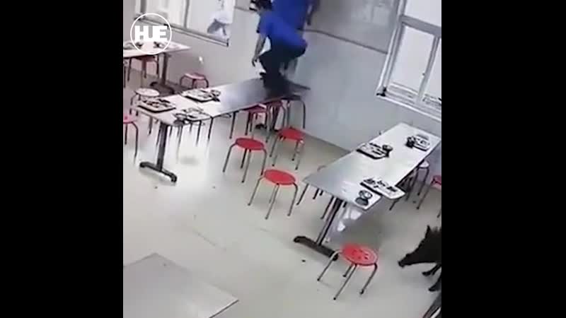 В китае кабана застрелили прямо в общепите на глазах у посетителей