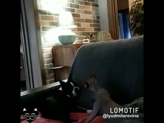 Московский шарм бостон ева лаура и ее подруга