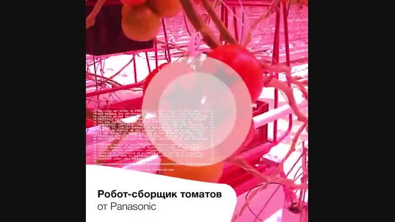 Робот сборщик томатов panasonic