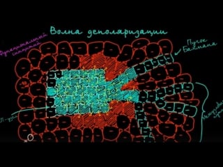 Распространение волн деполяризации в сердце