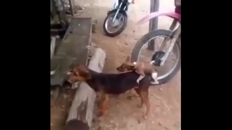 Маленький, но стойкий