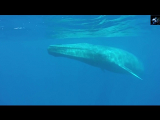 Kinestetika – blue whale