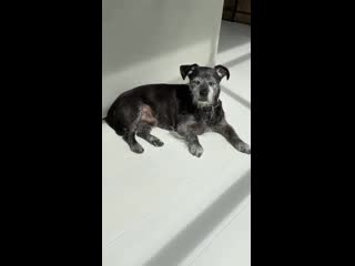 Сканк наслаждается солнышком