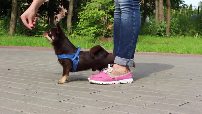 Amazing dog tricks by chiwawa archi