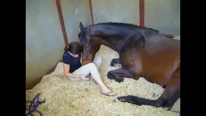 Девушка трахает лошадь с раздвинутыми ногами