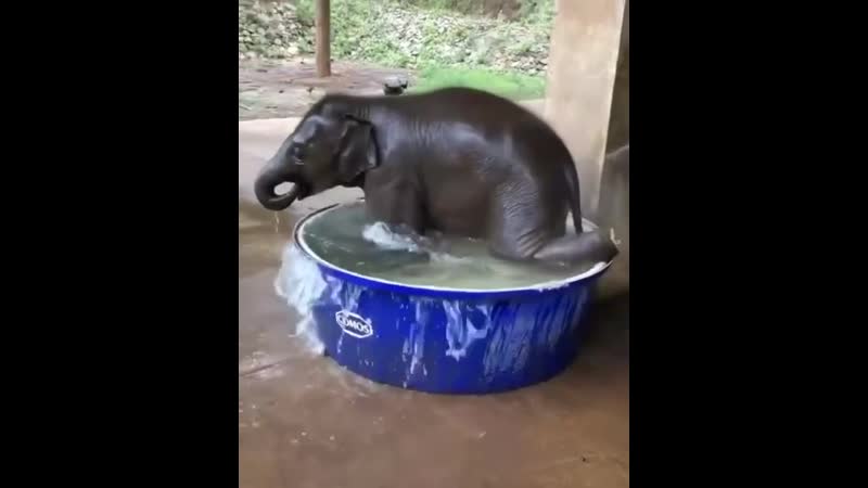 Слоненок, принимающий ванну
