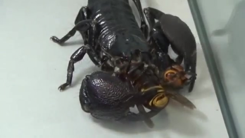 Императорский скорпион против гигантского шершня