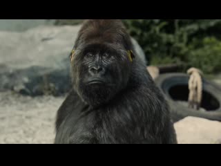 Peta i want to break free gorilla in a porn горилла в зоопарке