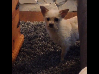 Челан симмонс / тибби