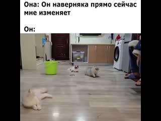 Куклачёв отдыхает😂🤣