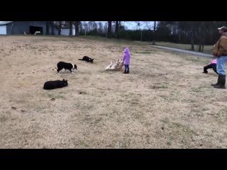 Amazing herding dogs