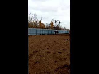 Оля галантный 3 (маршру)