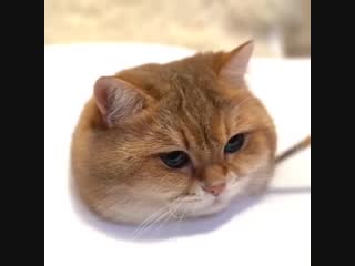 Как нарисовать кота (vhs video)