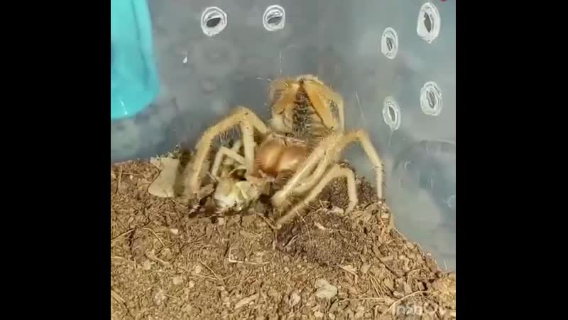 Сольпуга поедает свою жертву