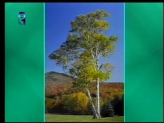 Экология передача 28 экологическая сукцессия заселение мёртвого вулканического острова часть 2