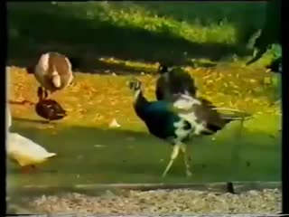 James galway 02 brian boru's march (trad ) (1978)