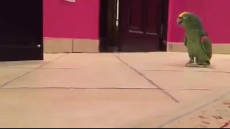 Ah ah ah ahaha (vhs video)