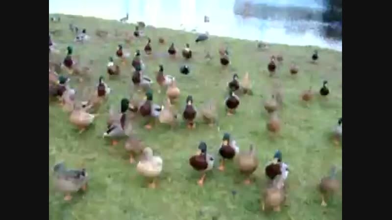 Утки porn video – Утки наступают, ебать