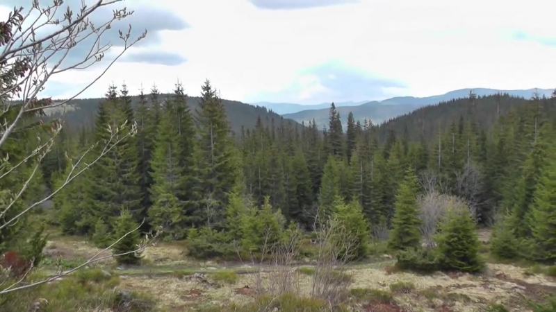Мандруючи україною гори карпати село ворохта, гора говерла відео подорож hd
