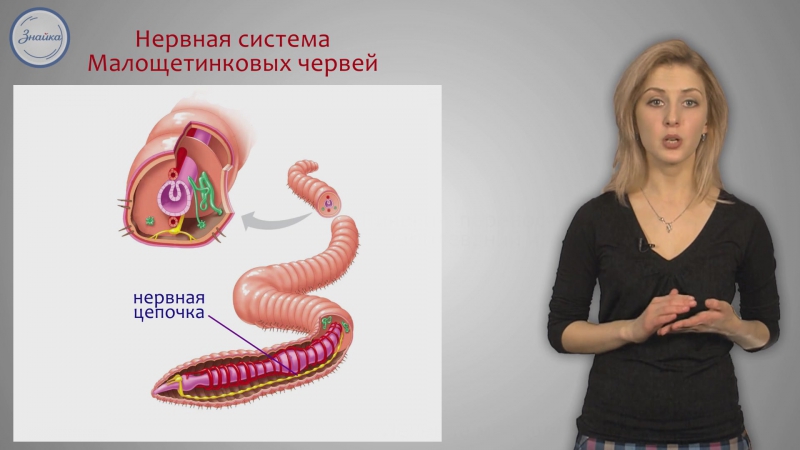Черви porn video – 13 биология 7 тип кольчатые черви класс малощетинковые класс пияи