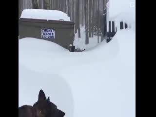 Gеrman shеphеrd rеsсuеs friеnd stuсk in snоw