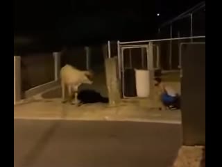 Хотела напугать друга