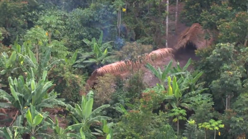 Скрытные племена амазонской сельвы, свидетельства с воздуха uncontacted amazon tribe first ever aerial footage