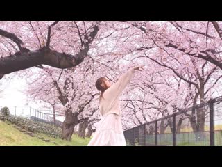 【きりり】花降らし 踊ってみた【桜と雨の中】 niconico video sm40274804