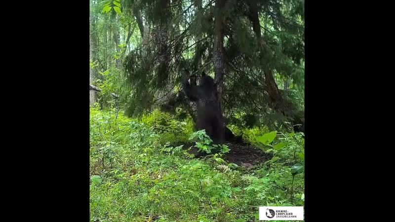 Фотоловушка нижне свирского заповедника запечатлела ламбаду медведя и кабанов