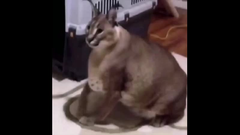 Большой шлёпа разговаривает с