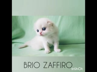 Pretty paul brio zaffiro шотландский длинношёрстный вислоухий котенок кремовый биколорный колорпойнт