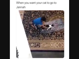 When you want your cat to go to jannah