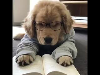 Furever gadgets on instagram look at this cutie shout out to all the students out there revising for exams and feeling like t