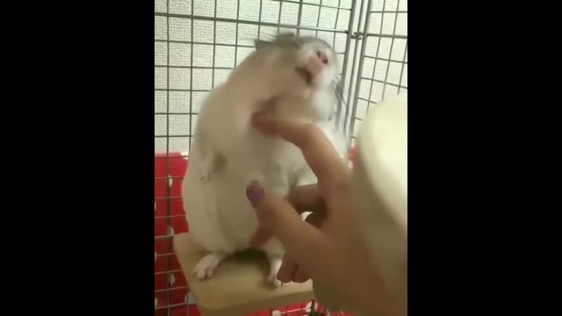 Потом хуяк и палец откусит