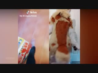 [visicks] funny tik tok memes compilation v9