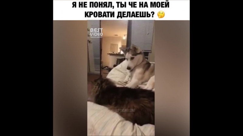Наглый котяра