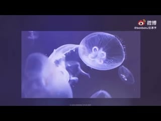 200803 jane weibo mp4