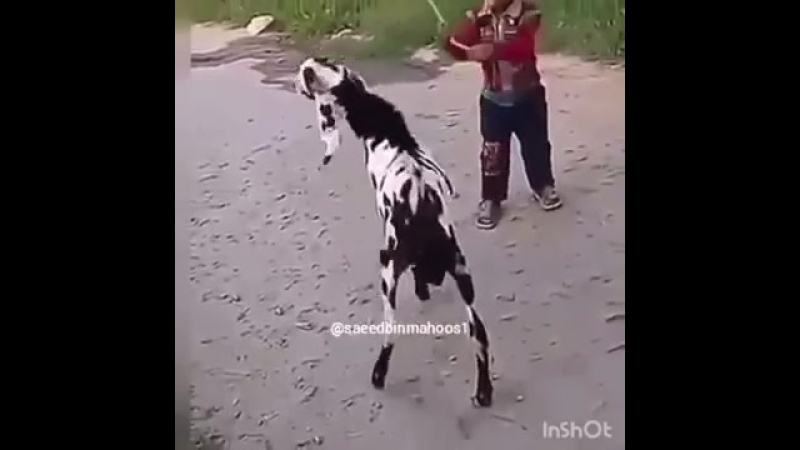 Вот на козёл я обиделся