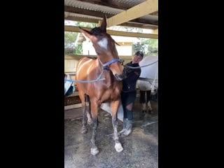 Lankan rupee enjoying afternoon scratch