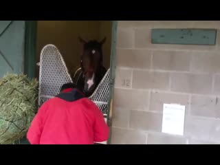 Arkansas derby winner omaha beach feeling his oats sunday morning @oaklawnracing will probably van tuesday to churchill downs t