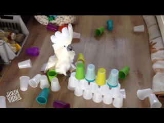 Cockatoo being a cock atoo