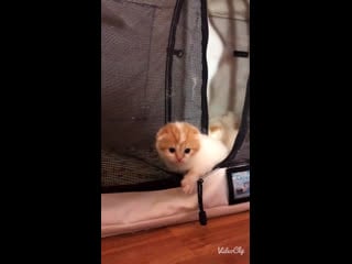 Kalani mira, помет "m", д/р 01 12 19