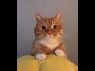 Shy kitty dоеs a сhirp