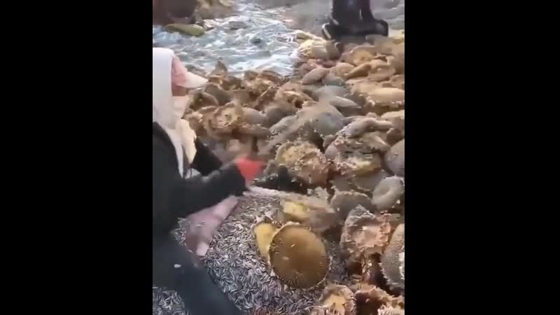 Бабкины семечки