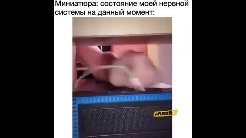 Моя нервная система 🤫