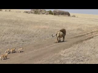 Lion dad tries to ditch his porn