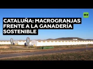 Macrogranjas frente a la ganadería sostenible activistas luchan contra tendencias dañinas