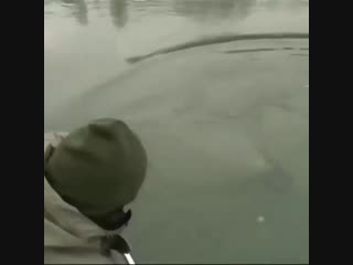 Вываживание огромного сома dsdf;bdfybt juhjvyjuj cjvf