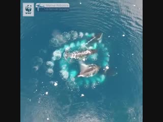 Всплытие китов